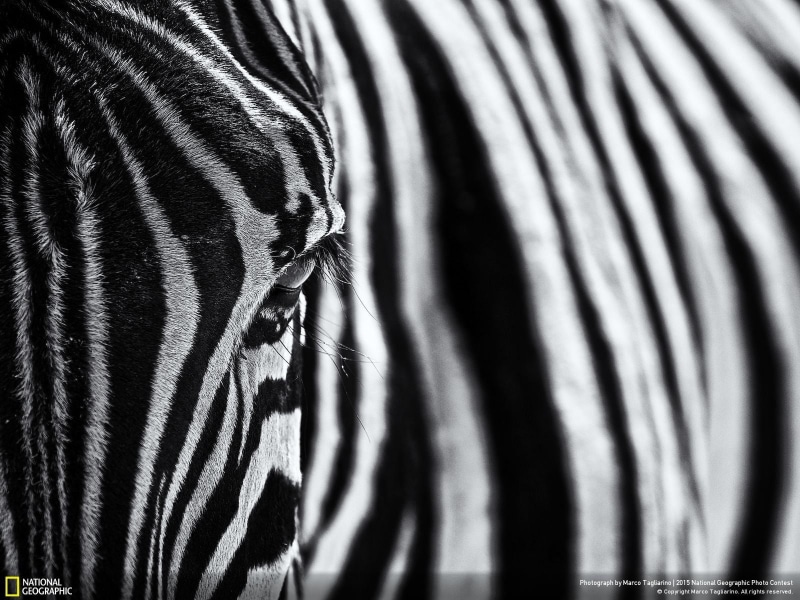 mammals, animal, zebras, pattern, no people, one animal, 720P, domestic animals, National Geographic, zoo, vertebrate, herbivorous, natural pattern, close-up
