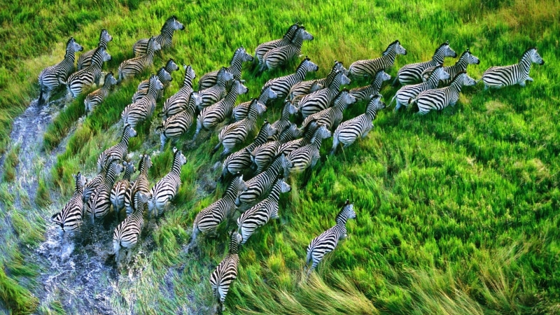 landscape, nature, animals, HDR, 1080P, zebras