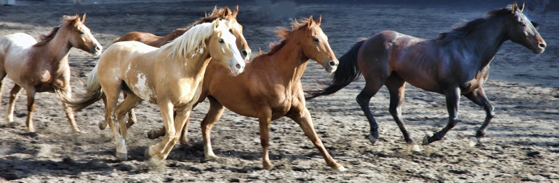 field, horse, outdoors, equine, ride, ranch, rodeo, domestic, domestic animals, brown, horses running, run, livestock, mammal, animal themes, running, fast