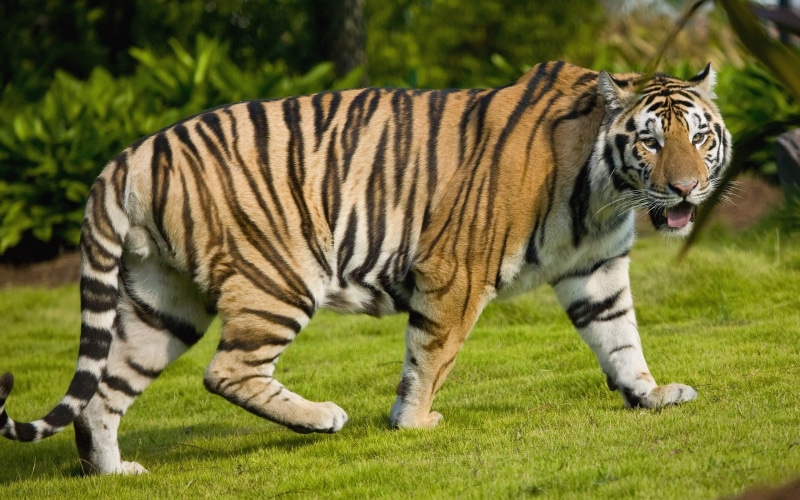 no people, green, animal, 2K, animal themes, one animal, endangered species, zoo, zebra, plant, mammal, animals in the wild, domestic animals, big cats