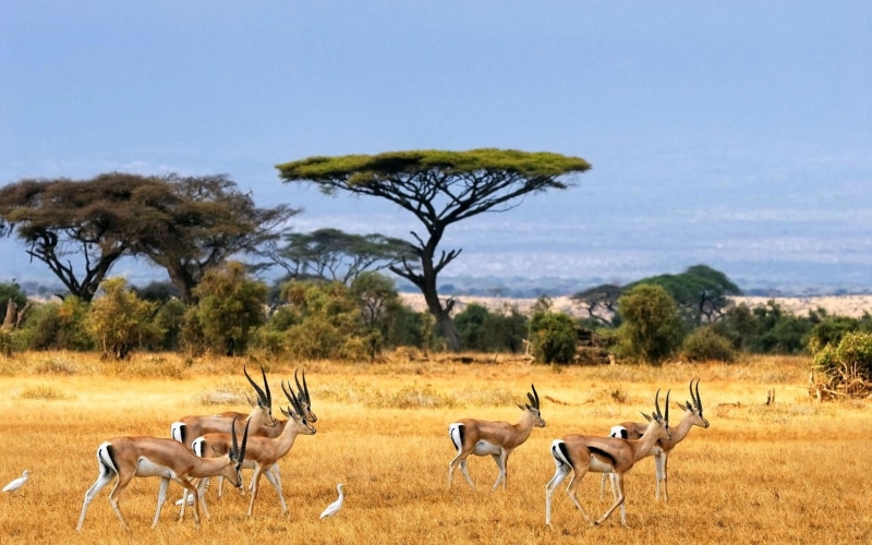 animals, outdoors, herbivorous, group of animals, Africa, herd, antelopes, landscape, antelope, land, field, savannah, 1080P, no people, nature, animals in the wild