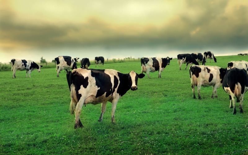 vertebrate, field, 2K, animal themes, grass, cloud - sky, white, animals, cattle, sky, large group of animals, no people, plant, mammal, domestic, animal