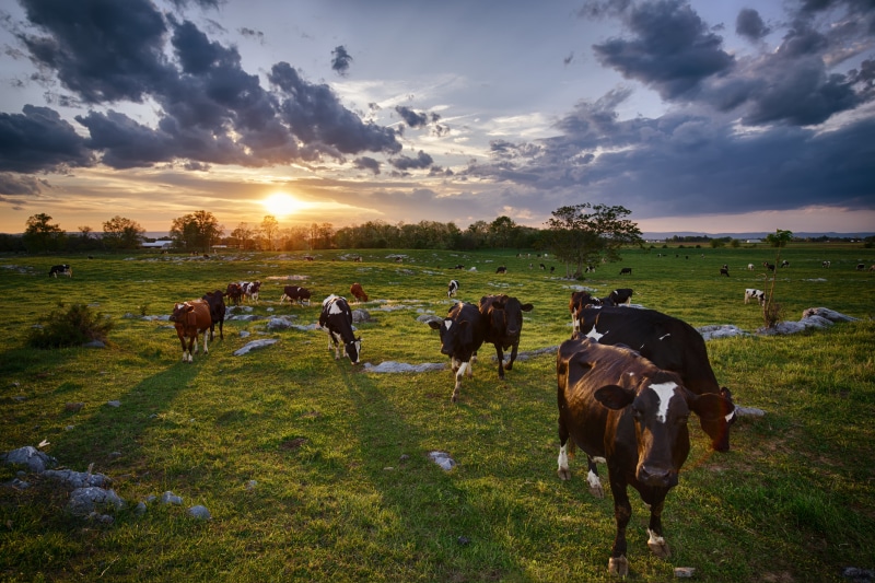 rural, field, agriculture, cow, livestock, white, rural Scene, pasture, farm, open, animal, outdoors, grass, cows, canon, herd, Curiosity, black, mammal