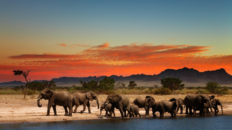plain, water, mountains, 4K, scenics - nature, sunset, no people, safari, animal themes, sky, tree, environment, mammal, group of animals, animal wildlife
