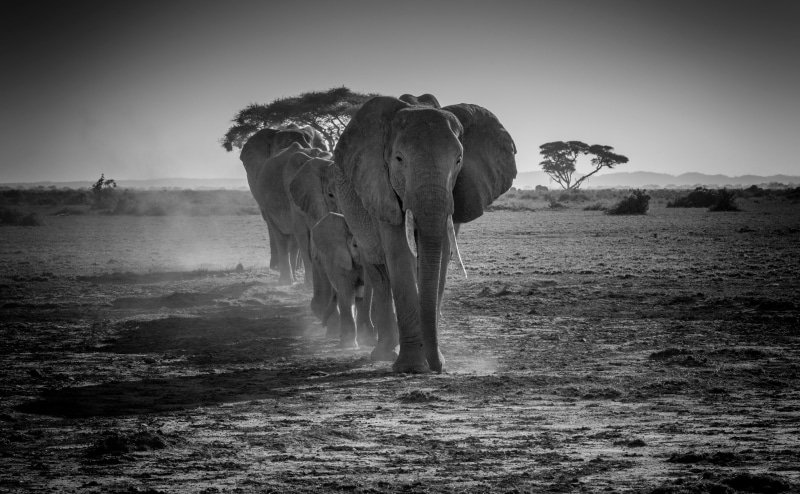 Elephants, Wild, animals in the wild, mammal, Kenya, blackandwhite, tourism, Trip, riftvalley, wildlife, Family, vertebrate, africanscene, Photography