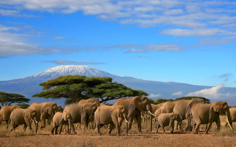sky, tree, scenics - nature, group of animals, beauty in nature, widescreen, animals in the wild, cloud - sky, mountain, environment, land, large group of animals