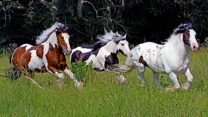 wild horses, wildlife, 1080P, animals, ponies, nature, horses running, herd, running