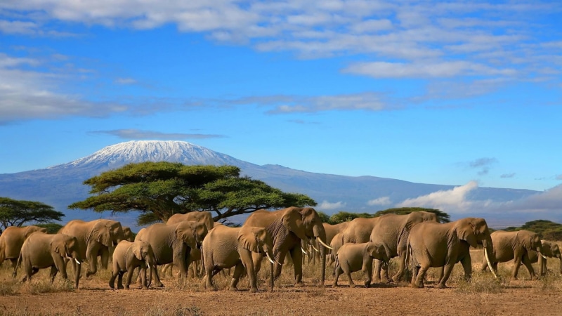 deserts, elephants, animals, 1080P, gorgeous, herd, wildlife