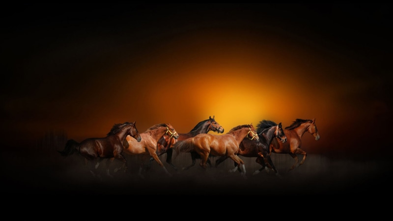 cowboy, mammal, domestic animals, galloping, side view, animal, orange, horses, speed, orange color, running, desktop, horse, sun, full length, livestock