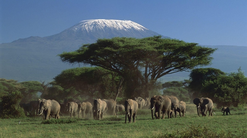 elephant, 1080P, 1920x1080, animals, herd