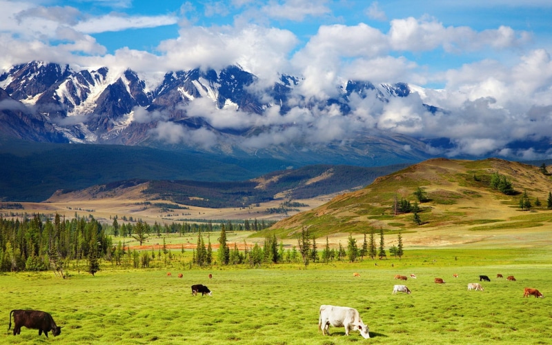near, snowcapped mountain, animal, cattle, nature, mountain, cow, beauty in nature, group of animals, animal themes, scenics - nature, outdoors, animals