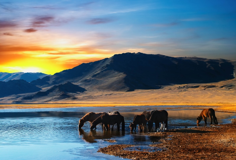 mammal, 2K, brown, landscape, non-urban scene, water, tourism, scenics, outdoors, idyllic, sunrise - Dawn, journey, travel Destinations, animal, animal themes