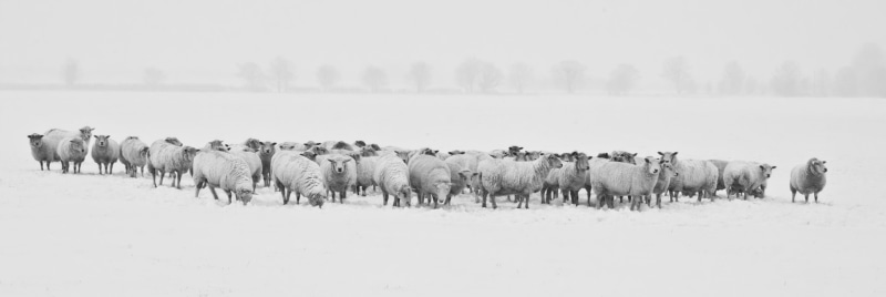 sky, day, 8K, cold, seasonal, snow, animal, nature, domestic, mammal, livestock, frost, ice, group of animals, winter, animal themes, white, panoramic