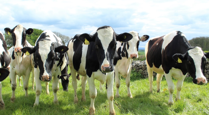natural, girls, domestic cattle, holstein cattle, land, agriculture, white, plant, milk, meadow, medium group of animals, farming, cow, country, 4K, no people