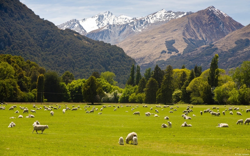 scenery, mountain, animal themes, domestic, large group of animals, pets, grazing, group of animals, domestic animals, no people, 1080P, wal, zealand