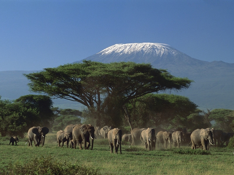 animals in the wild, mammal, group of animals, beauty in nature, trees, landscape, domestic animals, no people, Kenya, african elephant, environment, animal