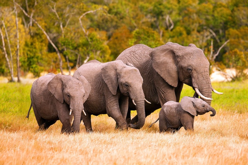 Animals, vertebrate, grass, young animal, outdoors, group of animals, plant, animal themes, herd, safari, herbivorous, no people, african, family, mammal