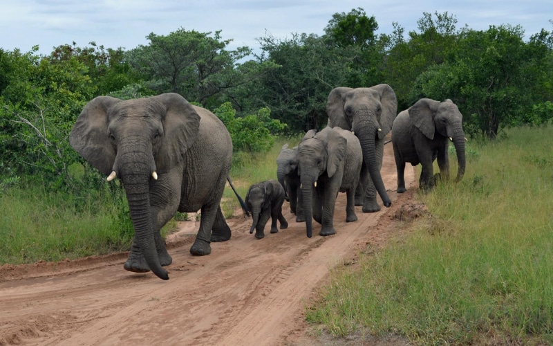 1080P, elephants, hd, group, herd, elephant, animals