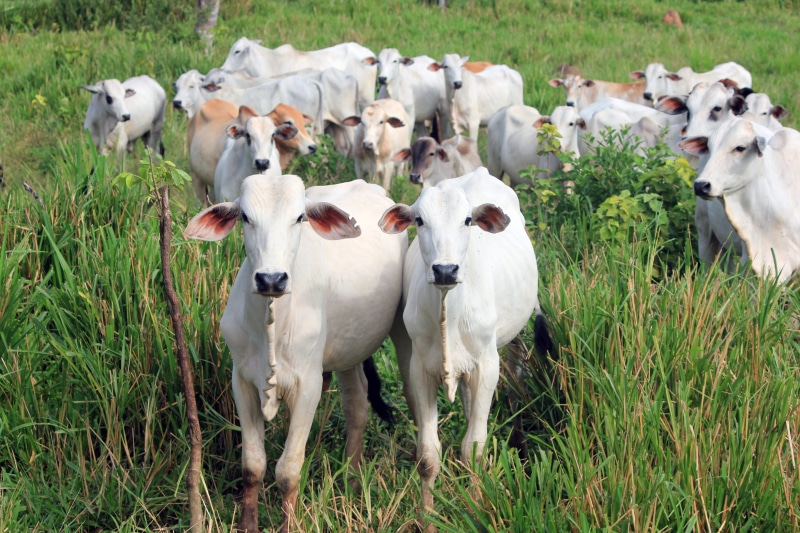 field, dairy cow, domestic cattle, animal themes, agriculture, bull, animal, herd, 5K, cow, farm, calf, cattle, domestic, pasture, white, land, nelore