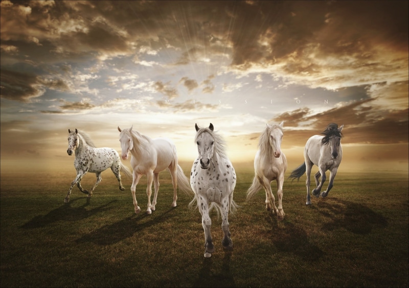 livestock, summer, meadow, nature, cloud - Sky, farm, domestic, environment, horse, animal wildlife, sunlight, pasture, no people, herd, 1080P, grazing