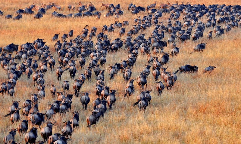 nature, wildebeest, antelopes, domestic animals, safari, animals in the wild, abundance, on the move, vertebrate, gazelle, animal, savannah, no people