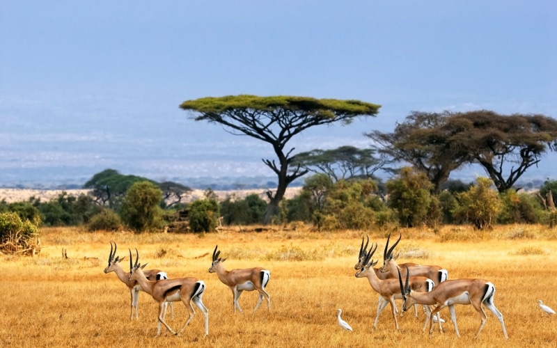 african landscape, antelopes, safari, 2K, savanna