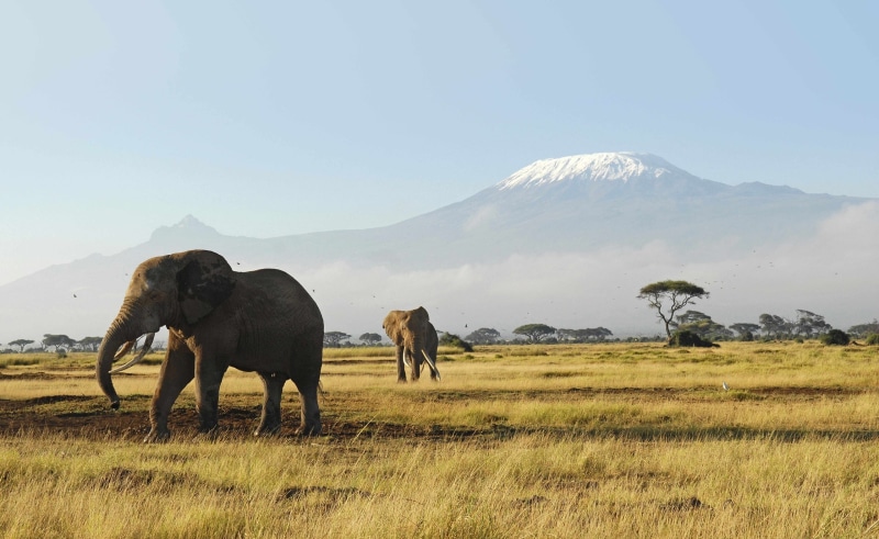 2K, Africa, animal themes, vertebrate, mountain, elephant, grasses, Nature, Elephants, kilimanjaro, Reserve, conservation, no people, sky, environment
