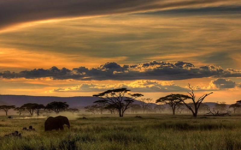 african, african safari, grass, nature, 720P, clouds, safari, trees, sunset, animals, landscape