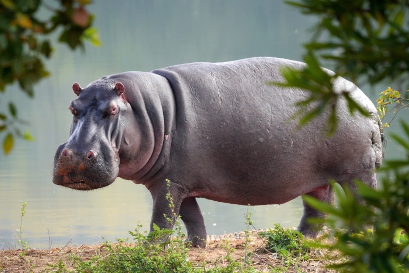 africa, no people, focus on foreground, hippopotamus, domestic animals, outdoors, day, animal themes, one animal, animals in the wild, animal world, vertebrate