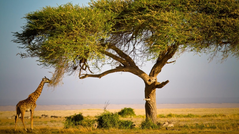 animals in the wild, africa, tranquility, landscape, kenya, tree, wildlife, masai giraffe, wilderness, acacia, acacia tree, tranquil scene, fauna, outdoors