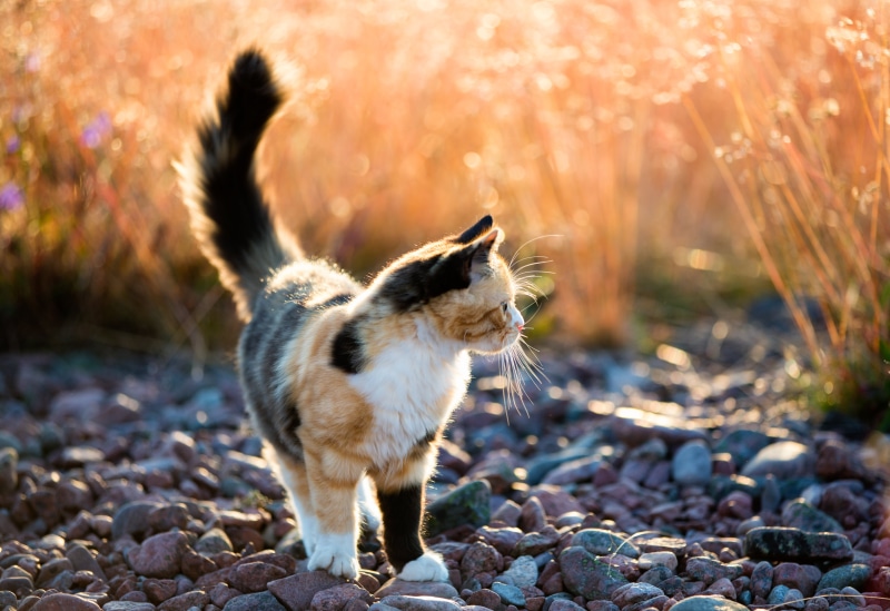 nature, Canon EF, stone field, Sverige, calico, stone, animal, close-up, USM, cat, pets, daytime, 5K, Sweden, mammal, Calico Cat, f/2, domestic Cat, close