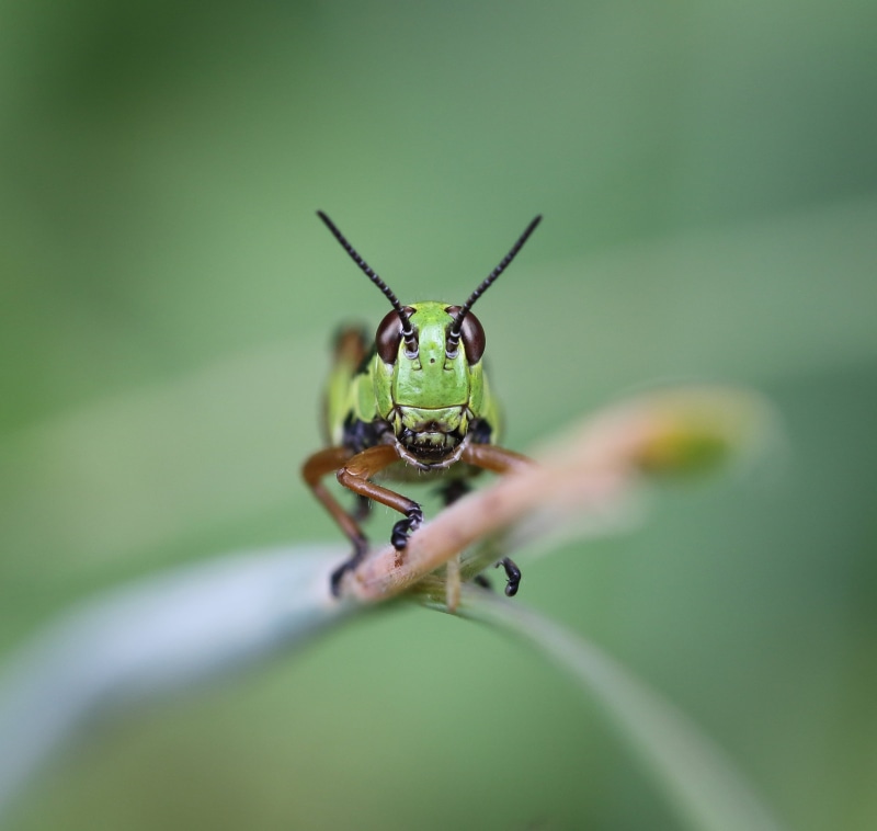 insect, selective focus, D Mark, Canon 7, nature, green, selective, close-up, Mark II, photography, 2K, leaf, wildlife, focus, grasshopper, macro, animal