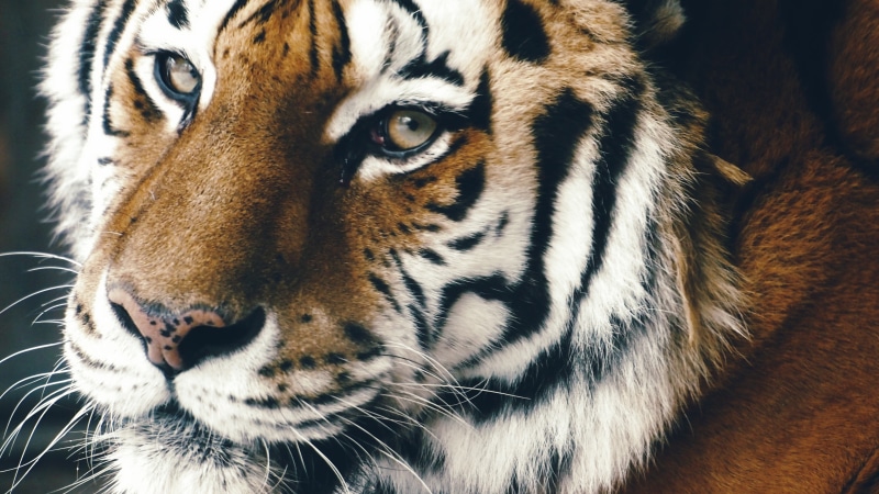 no people, animal markings, carnivora, one animal, tiger, whisker, animal head, animal wildlife, looking away, vertebrate, animals in the wild, feline