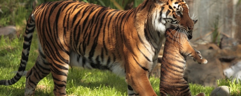 land, animal, Widescreen, focus on foreground, animals in the wild, multi, cat, dual, outdoors, 2K, mammal, feline, nature, striped, grass, no people