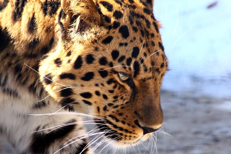 one animal, animal wildlife, feline, focus on foreground, cheetah, 2K, rare, close-up, amur leopard, wild cat, mammal, whisker, day, portrait, looking away