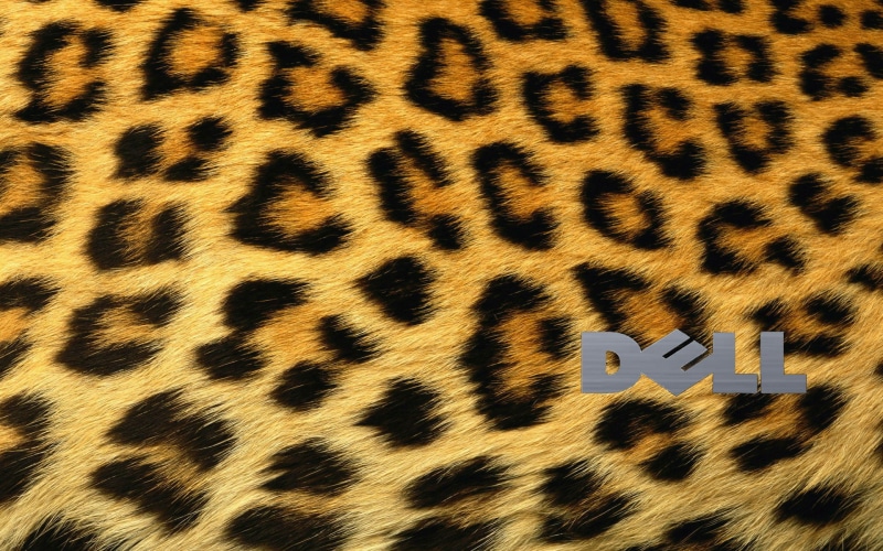 studio shot, close-up, mammal, animal wildlife, animal hair, animal, Dell, extreme close-up, technology, full frame, feline, animal markings, pattern, black color