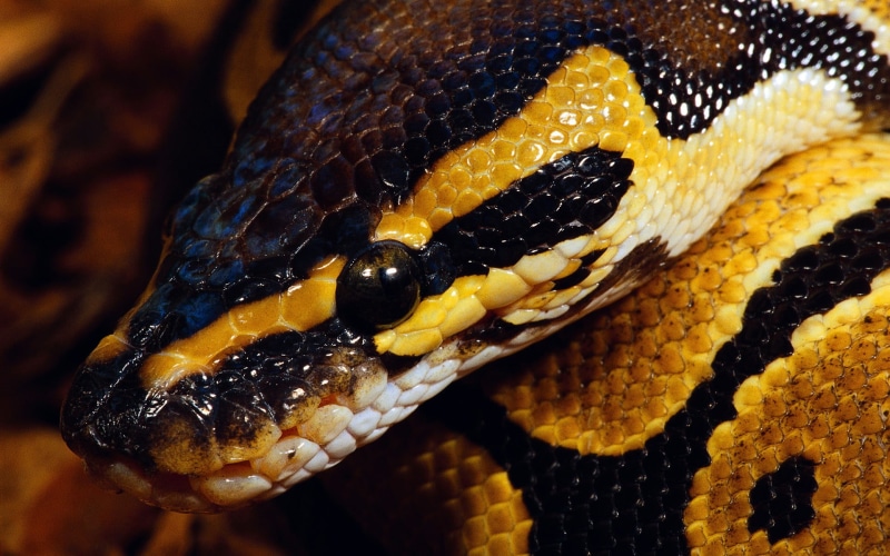 animal mouth, reptile, burmese, python, close-up, animal themes, nature, no people, 1080P, macro, pattern, animal markings, snake, animal head, poisonous