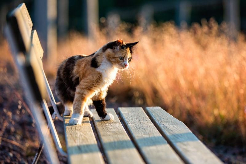 Calico cat, 4K, mm, mammal, pets, domestic Cat, calico, cat, animal, USM, Sweden, Canon EOS 5D Mark III, Västernorrlands län, nature, f/2, Canon EF, Sverige