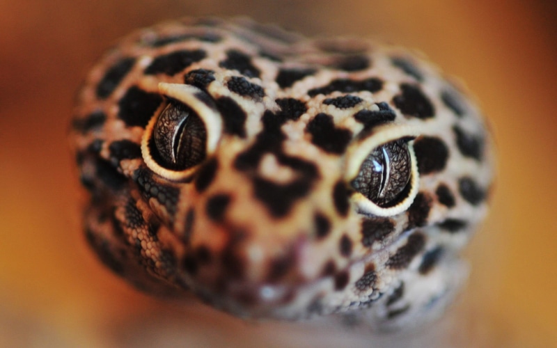 selective focus, macro, no people, 1080P, spotted, close-up, animal scale, cute, wildlife, looking, color Image, leopard, reptile, vertebrate, nature