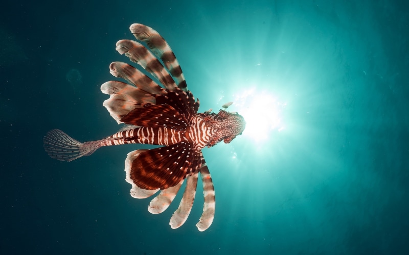 outdoors, 2K, no people, marine, sea, water, nature, underwater, animals, sea life, beauty in nature, animal themes, swimming, turquoise colored, animal wildlife