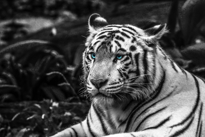 focus on foreground, no people, day, black and white, jungle, portrait, animal themes, animal head, nature, grayscale, whisker, wildlife, color, eyes, animal markings