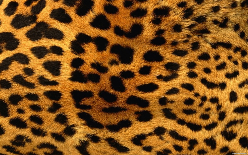 feline, animal hair, big cat, safari Animals, nature, animal head, full frame, mammal, natural pattern, animal wildlife, black Color, no People, animal