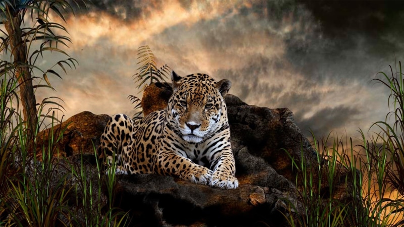 sky, cheetah, vertebrate, animal themes, big cat, tree, relaxation, 1080P, plant, animals, mammal, undomesticated cat, leopard, animal, no people, one animal