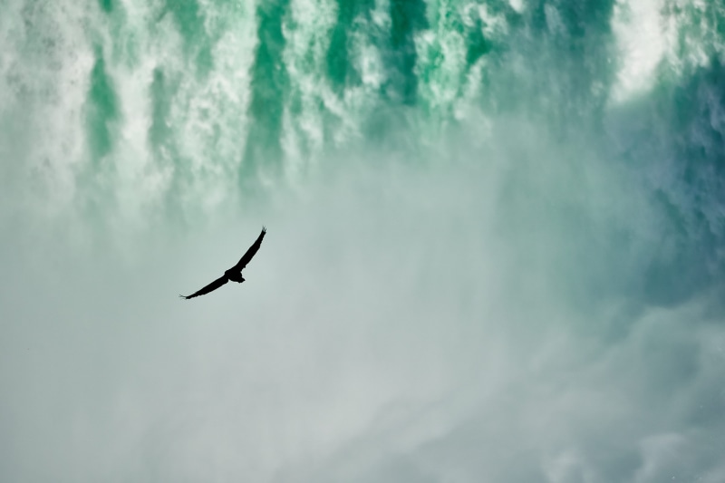 torrent, wildlife, waterfall, mist, flying, spray, backgrounds, blue, natur, no People, white, cloud - Sky, crash, sky, fly, wing, scenics, bird of Prey