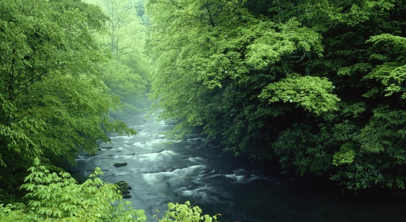 beauty in nature, land, green, no people, Forest, water, flowing water, green color, rainforest, nature, leaved, lush foliage, karadeniz, tropical rainforest