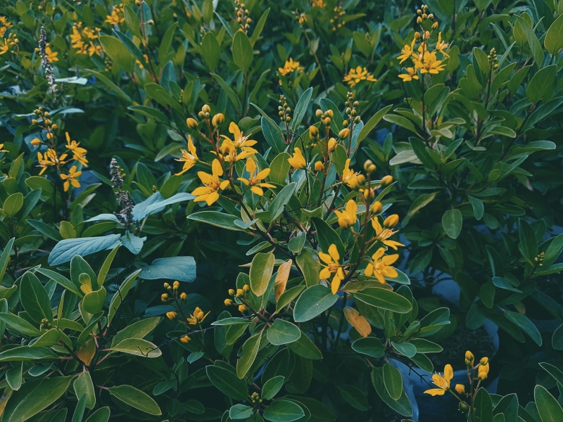 green color, flower, freshness, close-up, nature, vulnerability, field, 4K, outdoors, yamethin, leaf, fragility, full frame, plant, no people, yangon - mandalay hwy