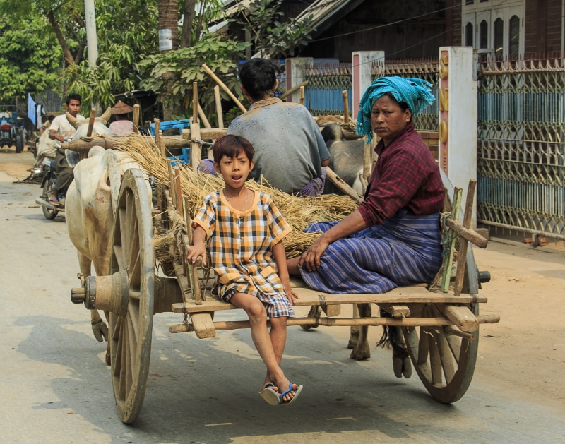 livestock, myanmar, full length, mode of transportation, travel, domestic, mandalay, 4K, tourism, mammal, traditional, cart, group of people, old, sitting