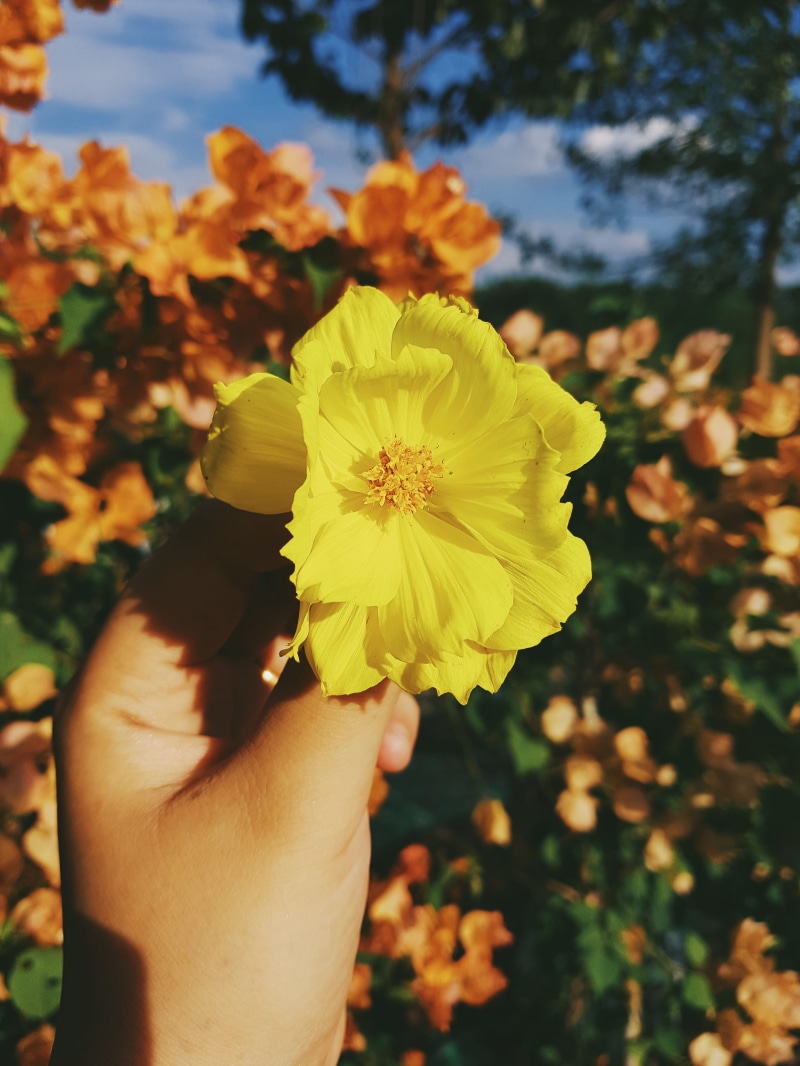 human body part, outdoors, holding, yellow, finger, real people, close-up, inflorescence, pollen, fragility, 4K, personal perspective, focus on foreground