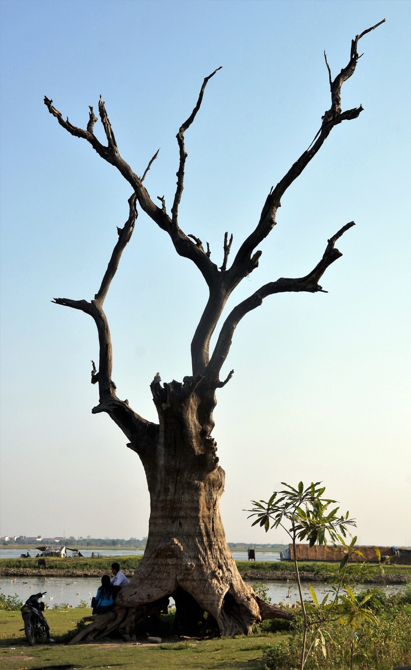 land, ubein, day, sky, tranquility, tranquil scene, plant, no people, clear sky, sunset, 5K, water, beauty in nature, trunk, landscape, Mandalay, tree trunk