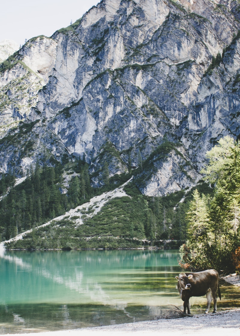 mountain range, hiking, animal, beauty in nature, italien, trees, animal themes, wildsee, tree, mammal, no people, bright, herbivorous, water, vertebrate